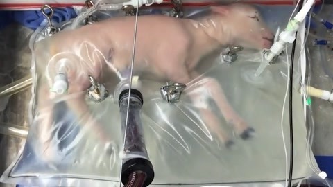 用塑料袋也能怀孕？超强黑科技人造子宫问世..