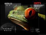 动物世界 《动物世界》 20110805