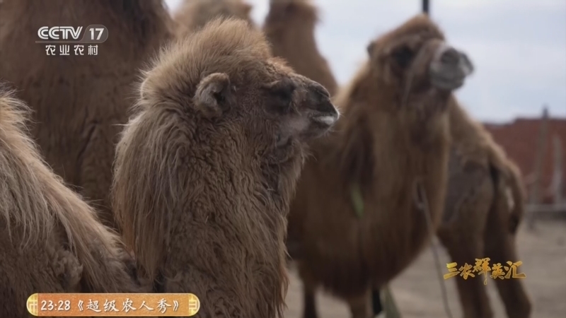 《三农群英汇》 20260514 驼奶飘香致富路