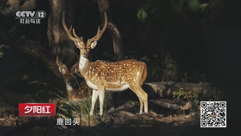夕阳红 《夕阳红》 20260811 古法运动的养生智慧（2）