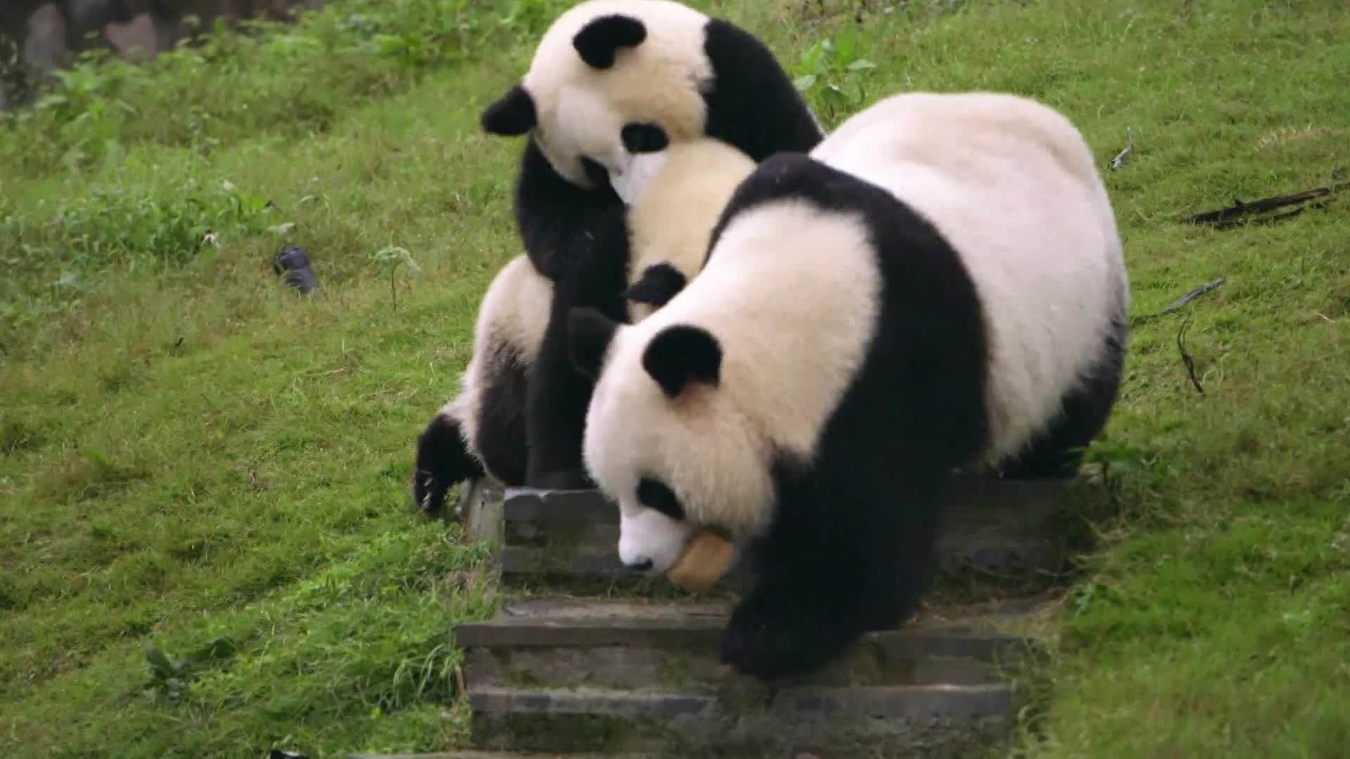 Panda Babies