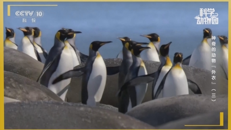 《科学动物园》 20260119 神奇的动物“外衣”（三）