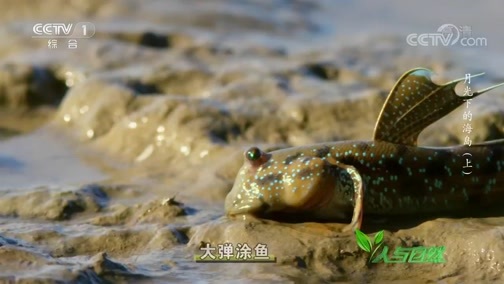 人与自然 《人与自然》 20190615 月光下的海岛（上）