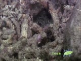 人与自然 《人与自然》 20150713 自然发现：生命——海阔凭鱼跃（上）