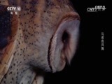 自然传奇 《自然传奇》 20170522 与夜色共舞
