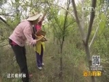 远方的家 《远方的家》 20150831 特别节目——暑假去游学（34）草原上的家