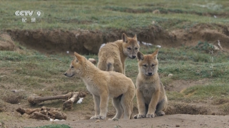 《自然的力量 野性传奇》 第1集 云端之上