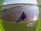 走近科学 《走近科学》 20170816 作物的困扰