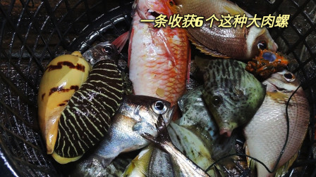 南澳岛赶海日记 外海一天抓到6个这种大肉螺，肉是一大块的，价格也是不便宜