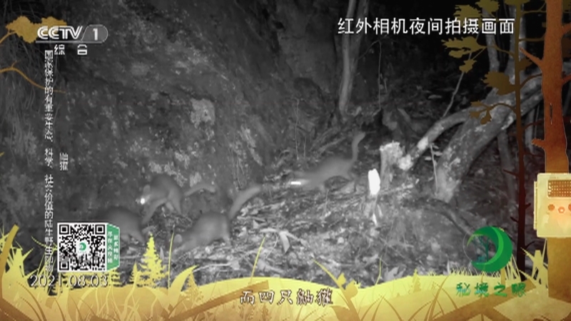 秘境之眼 《秘境之眼》 果子狸/鼬獾 20230115
