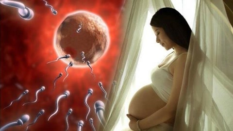 涨健识 揭秘女性受孕全过程
