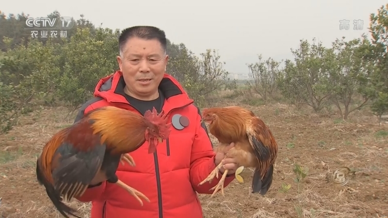 致富经 《致富经》 20220406 多养公鸡 财富有玄机