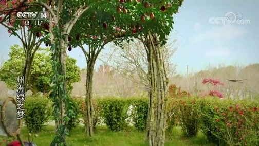周末动画片 《周末动画片》 20200301 19:30