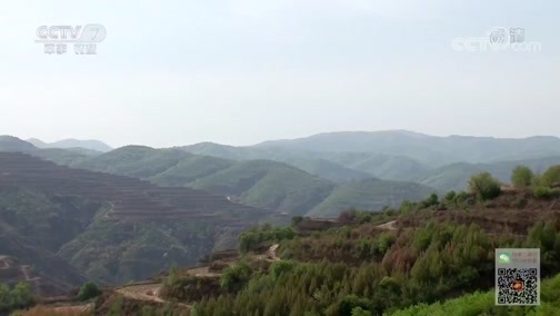 致富经 [致富经]满山跑的财富 全靠一种可以“吃”的树 20190620