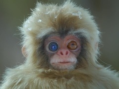 荒野间谍 第二季（Spy in the Wild Series 2）第2集：北方