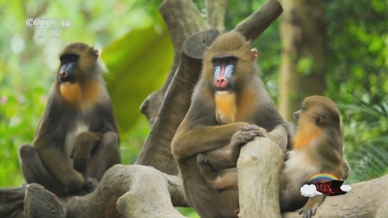 《动感特区》 20251010 非常游学团 动物保育少年联盟