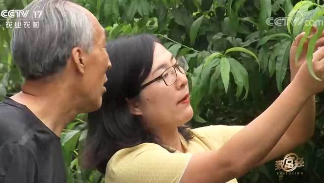 致富经 《致富经》 20200818 我是新农人 快乐做农业