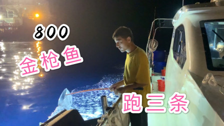 疯狂钓获800斤金枪鱼，还跑了三条，今晚的鱼群太猛了