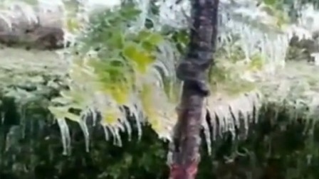 每日新闻报 内蒙古根河下大雪 绿化带喷水挂满冰柱