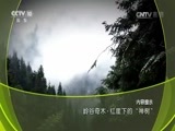 地理中国 《地理中国》 20161227 岭谷奇木·红崖下的“神树”