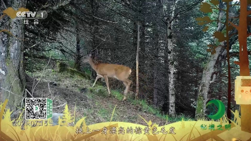 秘境之眼 《秘境之眼》 狍 20220918