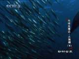 动物世界 动物世界 2010年 第143期