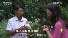 致富经 [致富经]果子长毛 身价倍增 20160624