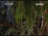 地理中国 《地理中国》 20131004 山水奇观 沼泽谜影