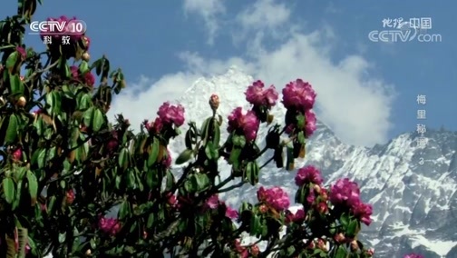地理中国 《地理·中国》 20200410 梅里秘境 3