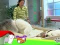 狗狗日记 第278天 打扫豆子的家