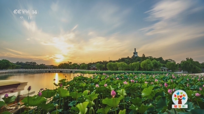 智慧树 《智慧树》 20240710