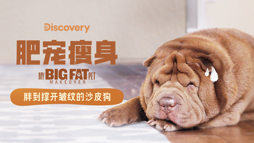 撑开皱纹的沙皮狗