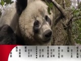 动物世界 《动物世界》 20171105 狮国奇遇