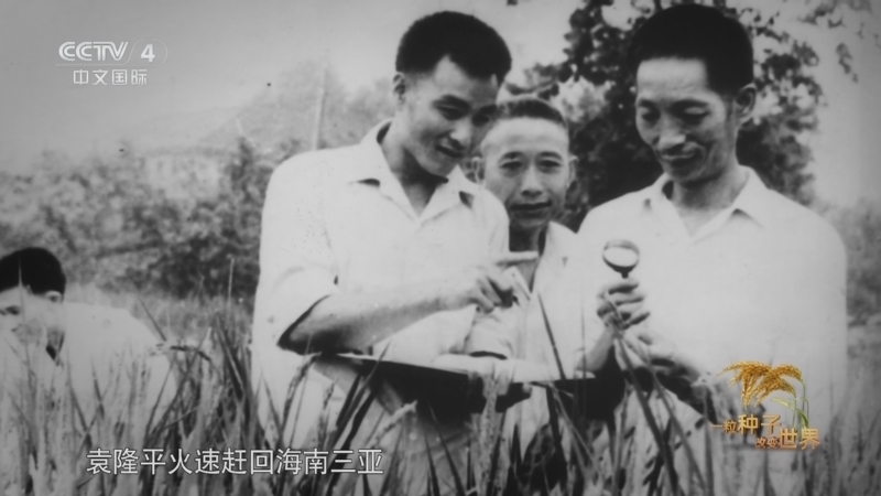 《一粒种子改变世界》 第3集 稻路求索