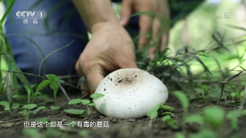 《生活提示》 20210826 长相平平的蘑菇也可能有毒！