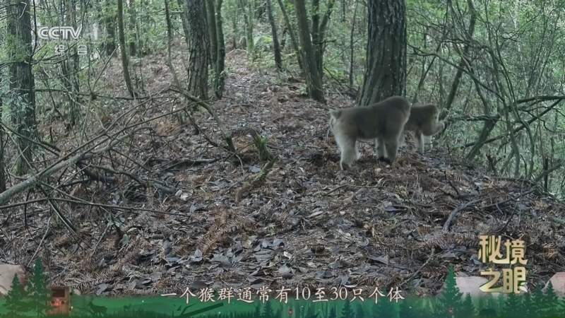 秘境之眼 《秘境之眼》 藏酋猴 20260201