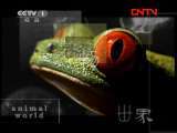 动物世界 《动物世界》 20110808