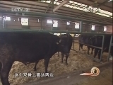 生财有道 [生财有道]从卖稻草做起的养牛生意(20120505)