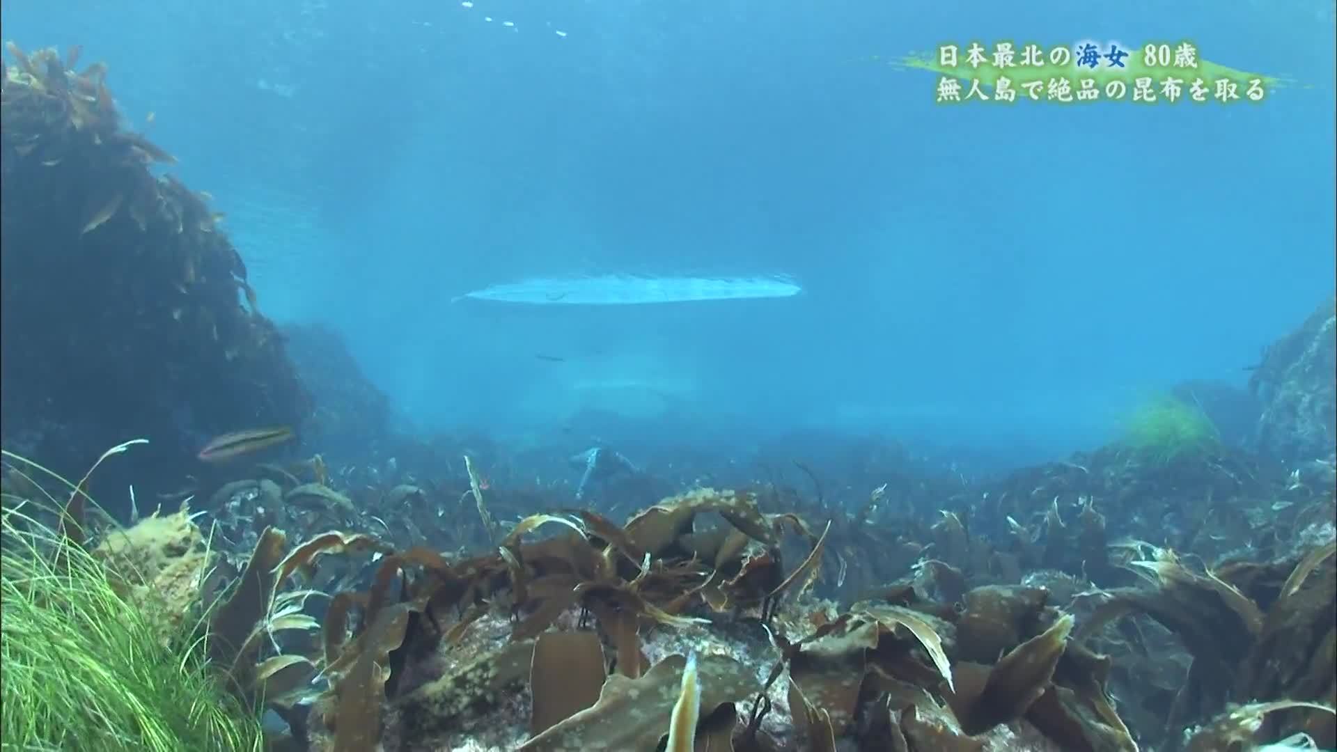 春临神明之海