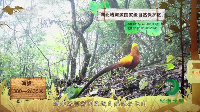 《秘境之眼》 红腹锦鸡 20210915