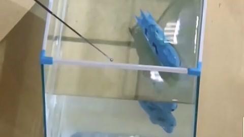 大玩家 2019 大玩家20190909