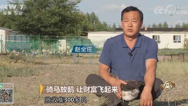致富经 [致富经]骑马放鹅 让财富飞起来 20181029