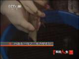 科技人生 我为壁虎狂 科技人生 20110508