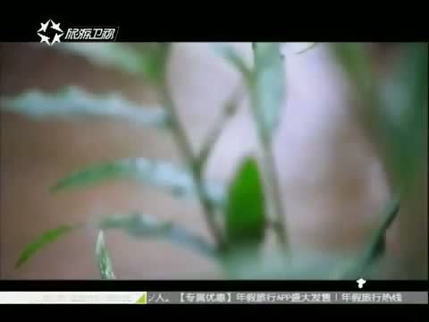 有多远走多远 《有多远走多远》 20151001 疯狂原始人