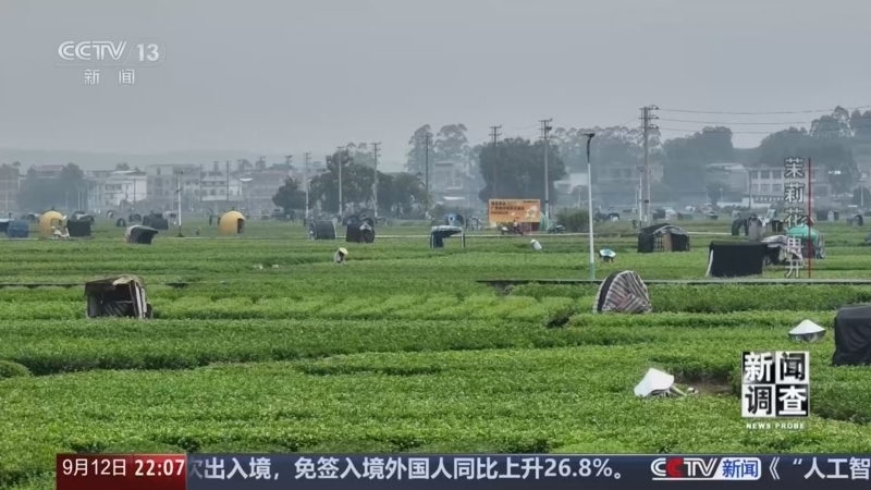 《新闻调查》 20260912 茉莉花再开