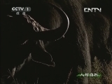 人与自然 《人与自然》 20130626 自然故事 玛拉玛拉的抗争——勇士不屈