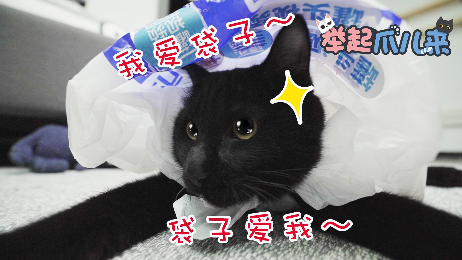 举起爪儿来 塑料袋才是猫咪真爱【举起爪儿来】