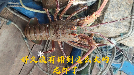南澳岛赶海日记 彪哥捕到了一只本港青龙虾，很久没有捕到这么大的了，一斤能值300多块钱