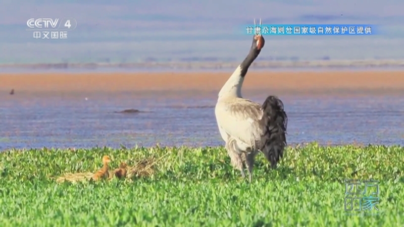 远方的家 《远方的家》 20250829 中国自然秘境 翠影层叠 生态家园