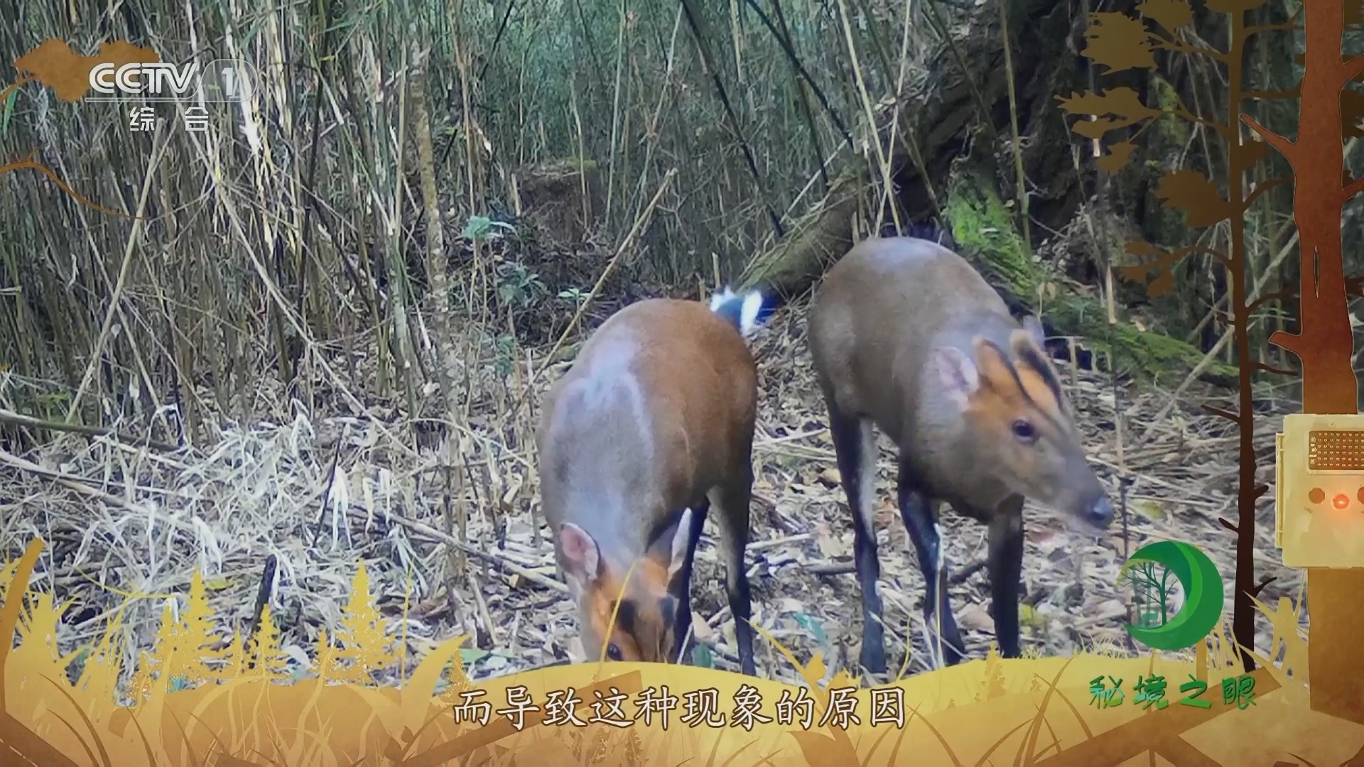 秘境之眼 《秘境之眼》 贡山麂 20231211